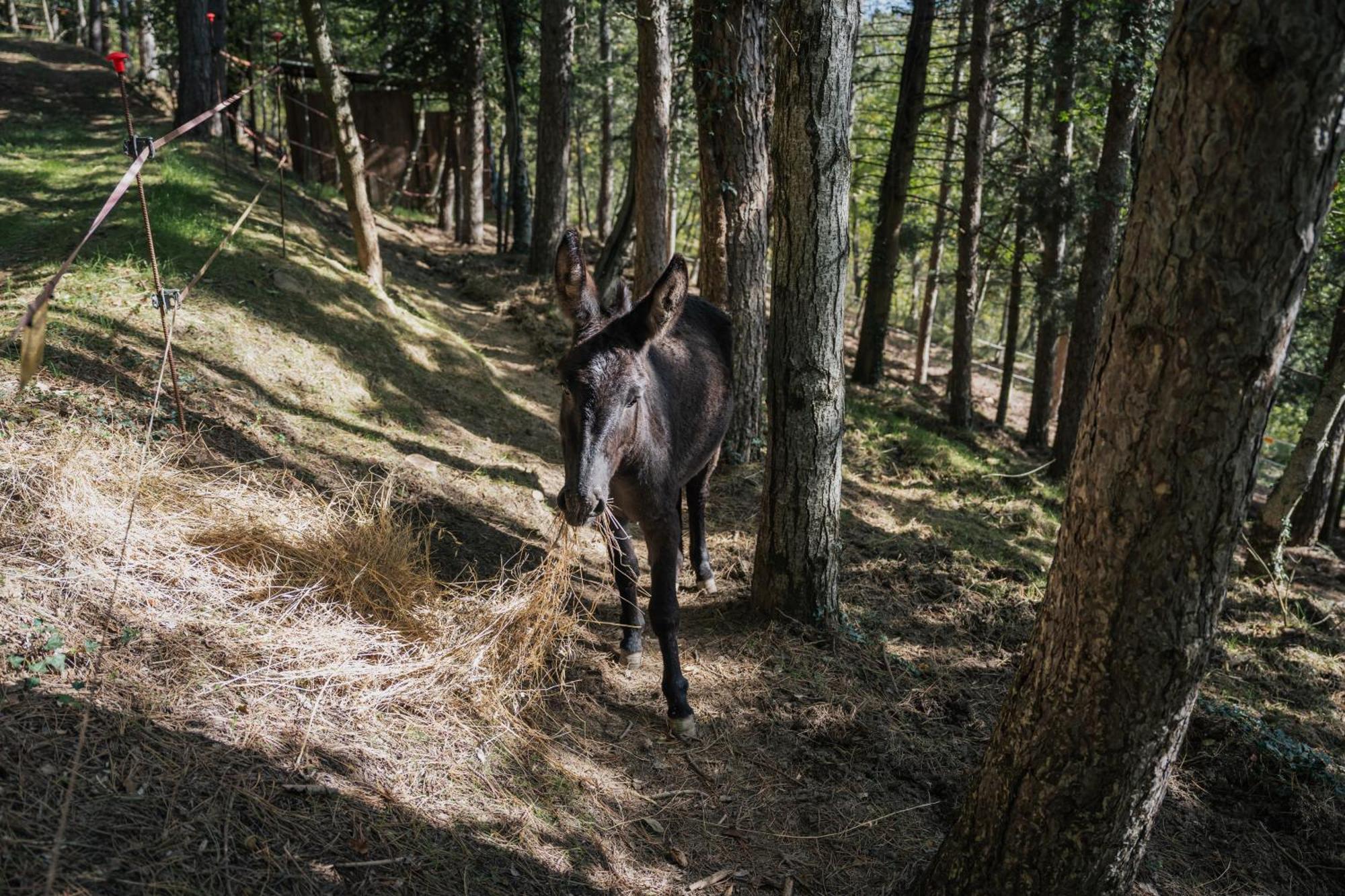 Agriturismo Casa Del Nonno Valfabbrica Kültér fotó